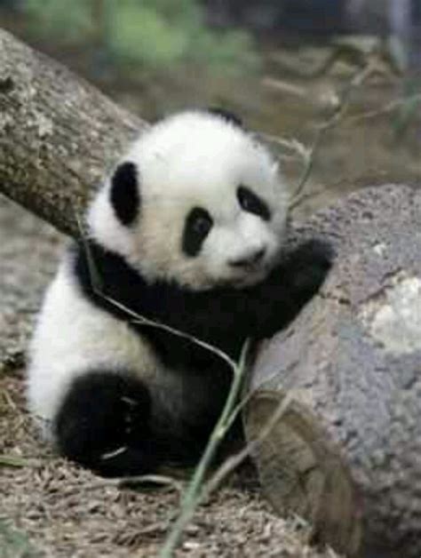 24 Best Cute Baby Pandas Images On Pinterest Baby Panda Bears Baby