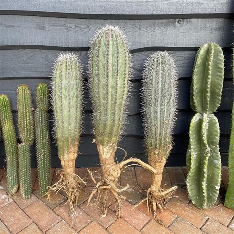 5 Best Cactus Varieties To Grow Indoors In 2022 Thursd