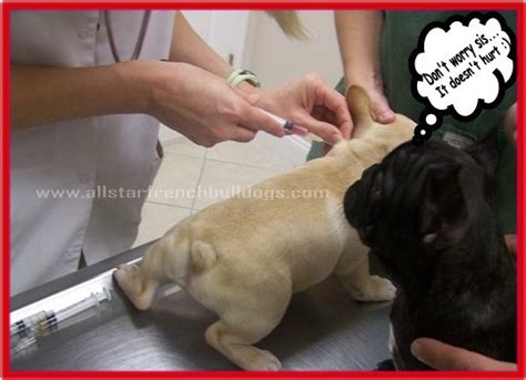 How Often Do Puppies Get Bordetella Vaccine Puppy And Pets