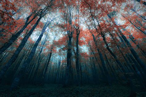 Dark Forest By Bojkovski On Deviantart