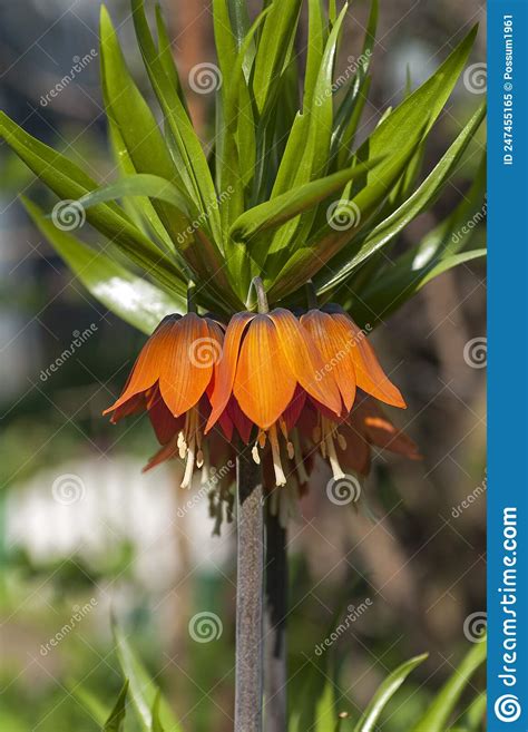Blooming Crown Imperial Stock Image Image Of Flower 247455165