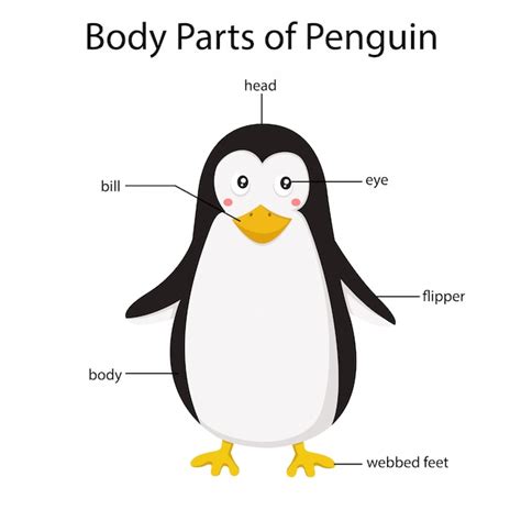 Penguin Body Parts Diagram