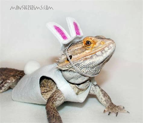 Rabbit Costume Bearded Dragon Clothes Easter Bunny Etsy