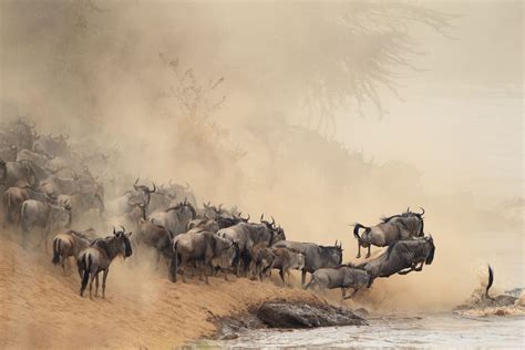 How To Experience The Great Migration In Kenya And Tanzania