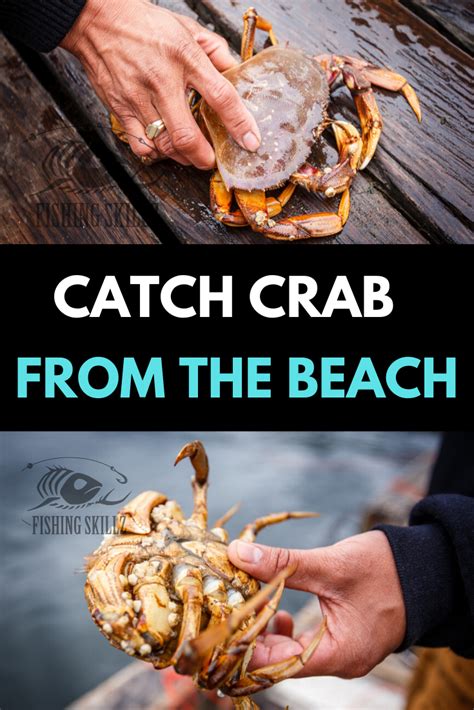How To Catch Crab The Ultimate Guide To Crabbing Plus The Best Bait