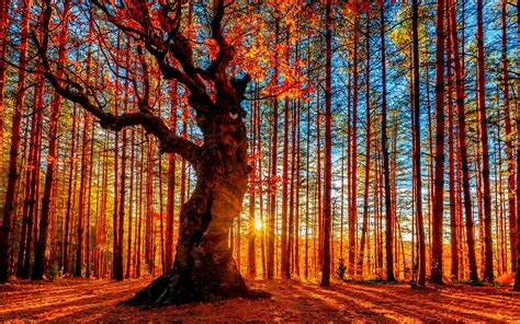 Beautiful Autumn Sunset Forest Trees Red Leaves