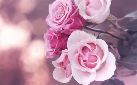 fleur fonds d écran 1920x1200 id 292283 fond d écran fleur rose fleur rose papier peint rose