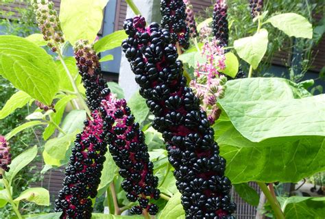 Ein naturnaher garten muss trotzdem nicht ohne giftpflanzen auskommen, jedoch sollten sie vorsichtshalber im hinblick auf kinder oder. Kinder und Giftpflanzen im Garten | Verband Wohneigentum e.V.