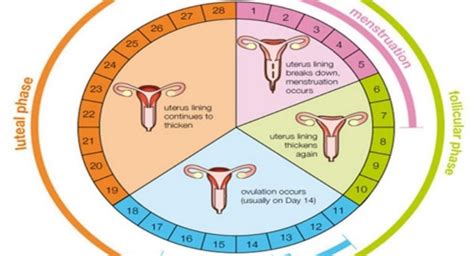 How To Know You Are Ovulating 7 Signs Of Ovulation Hercottage