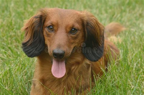 Red Long Haired Dachshund Stock Image Image Of Outdoors 20555739