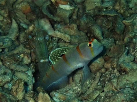 Randalls Prawn Goby Moalboal Reef Species