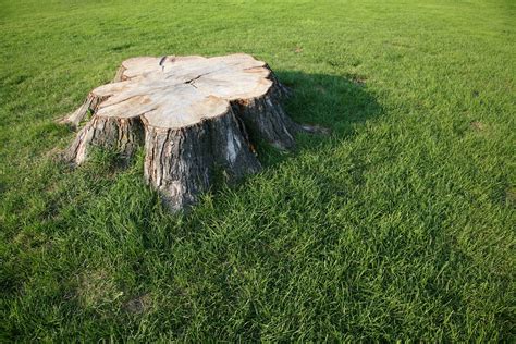 How To Carve Tree Stumps Ehow