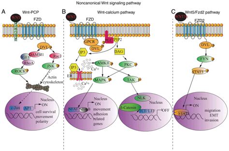 Regulation Of Pathophysiological And Tissue Regenerative Functions Of Mscs Mediated Via The Wnt