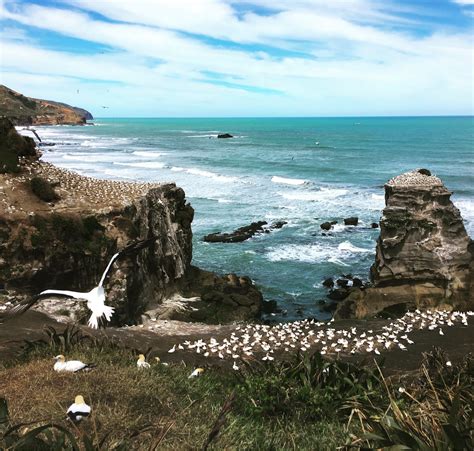 Muriwai Gannet Colony Auckland Holiday Homes Holiday Houses And More