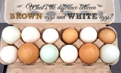 What Is Difference Between Brown And White Eggs Diet Detective Rd
