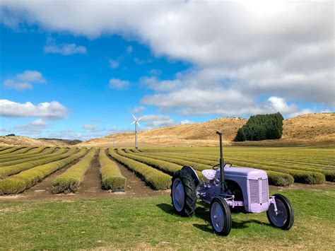 Lavender Farms In New Zealand