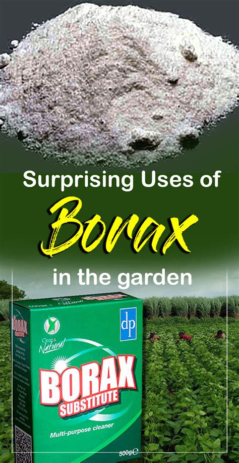 New plants should also be repotted before leaving isolation to rid them of potentially infected soil. Surprising Uses of Borax in the Gardens | Nature Bring