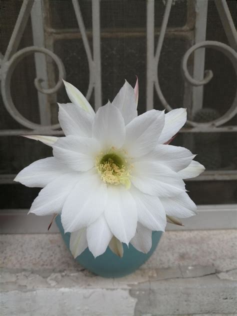 The christmas cactus will acclimate over time, but it may not bloom. #bloom #Cactus #domino My Domino cactus bloom | Bloom ...