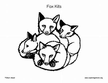 Fox Coloring Kits Animal Own Exploringnature Each