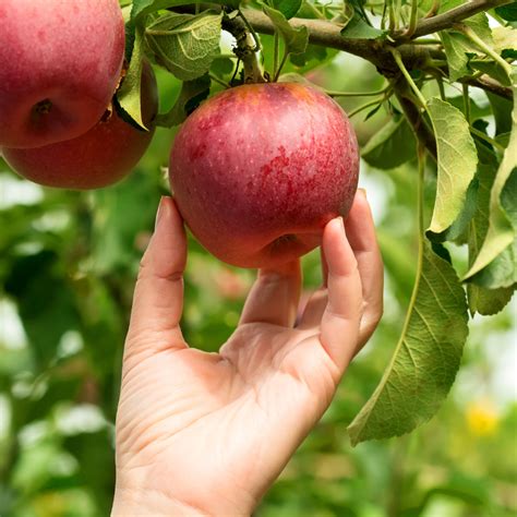 The Perfect Fruit Trees To Grow In Your Climate Plantnet® Australia