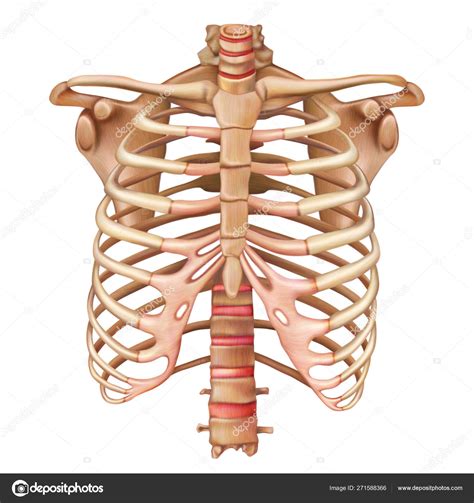 cage thoracique système squelettique humain anatomie illustrat vectoriel image vectorielle