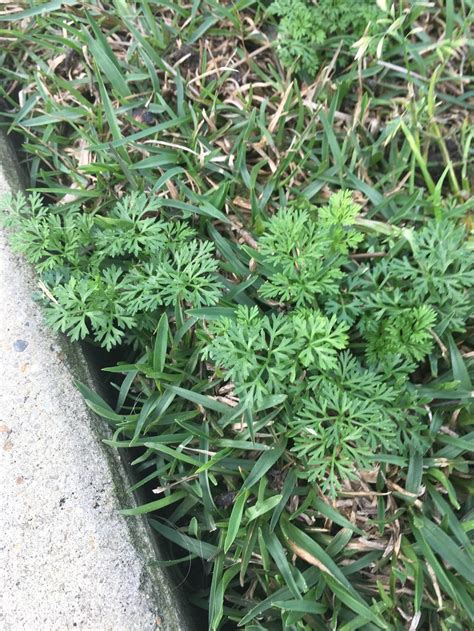 Plant Id Forum Weeds In Lawn Not Being Controlled By Weed