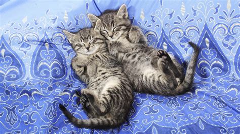 Cute Kittens Sleeping Hd Desktop Wallpaper Widescreen High Definition Fullscreen