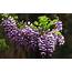 Symbolic Wisteria Meaning On Whats Your Signcom