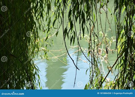 Branches Of Weeping Willow Hanging Over A Pond With Green Water Stock