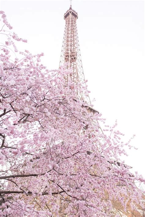 Paris Photography Early Cherry Blossoms At The Eiffel Tower Spring