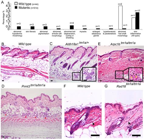 Skin Histopathology Overview A The Dorsal Skin Of 44 Wild Type Mice