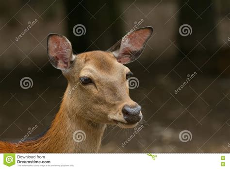 Portrait Of Sika Deer Stock Photo Image Of Natural 20078898