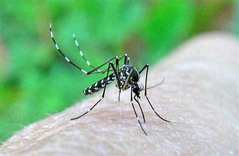 Ecco nei mesi estivi il caldo e l'umidità favoriscono l'infestazione delle nostre case e giardini di zanzare e per prevenire questo fastidioso inconveniente bisogna uccidere le larve di questi insetti. Zanzare, ecco la ricetta bio e green per attaccare e ...