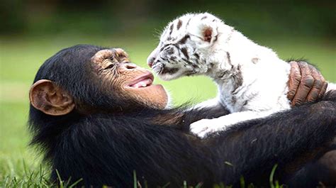 19 Unlikely Animal Best Friends That Are Too Cute For
