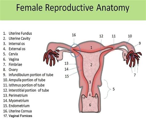 Anatomia Utero Cervix Vagina Y Trompas Parte I Flashcards Easy My Xxx The Best Porn Website