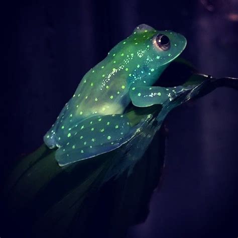 Worlds First Glow In The Dark Frog Discovered In Argentina Jammu