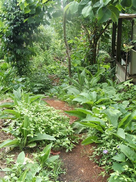 Creating A Food Forest Garden Permaculture Realfood