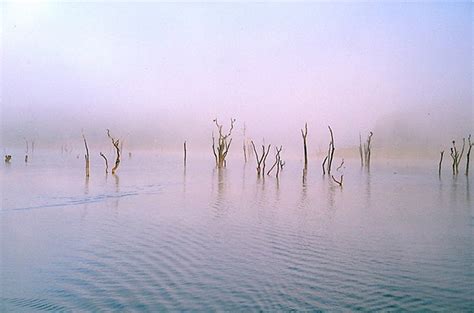 7 Incredible Submerged Forests Amusing Planet