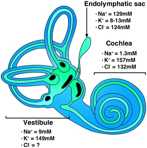 Collectively, these parts are known as the inner ear. Schematic figure of inner ear structures, and ion ...