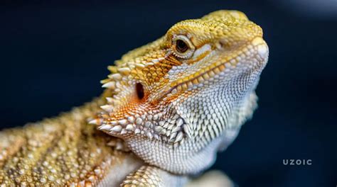 10 Fascinating Facts About Bearded Dragons You Didnt Know Uzoic