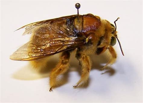Big Yellow Bee Xylocopa Sonorina Bugguidenet