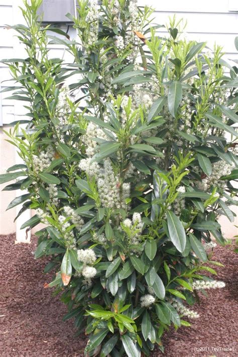26+ Top Collection Skip Laurel Plant  Home Decor and Garden Ideas