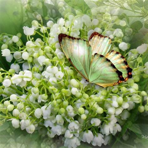 Free for commercial use no attribution required high quality images. Studio Floral Dora Santoro: Muguet da Sorte