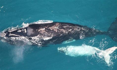 Newborn Whale Calves Playing In The Waters Off South Australian Coast