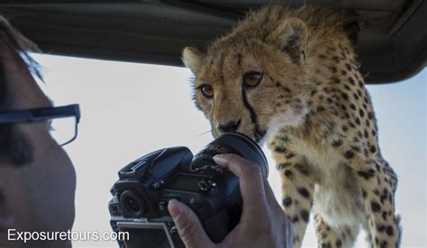 Cheetah Revisited Malika Exposure Tours