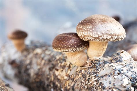 Typically, this will be in a basement, but an unused cabinet or closet will also work — anywhere you can create near darkness and control temperature and humidity. The Foolproof Guide for Growing Mushrooms at Home ...