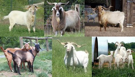 Breeds Of Meat Goats Complete List Of Meat Goat Breeds With Pictures