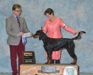 Croix falls, wisconsin and care. Champion Gordon Setter Puppies - For Sale