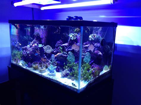 My 120 Gallon Reef Aquarium Reef Aquarium Aquarium Reef