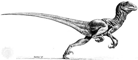 Bakkers 1969 Deinonychus Sketch For Ostrom Sculpted By Rookie Dino